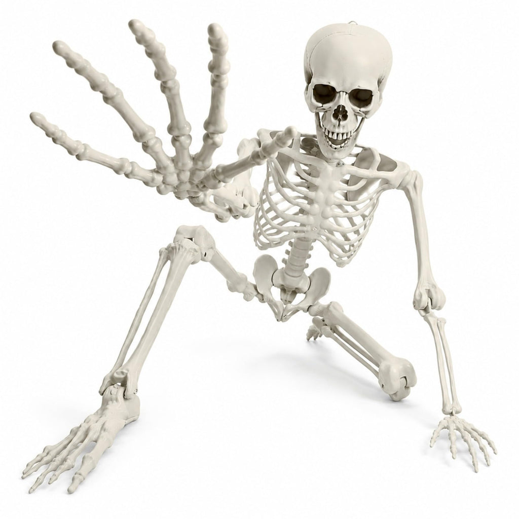 Life Size Posable Skeleton W4499