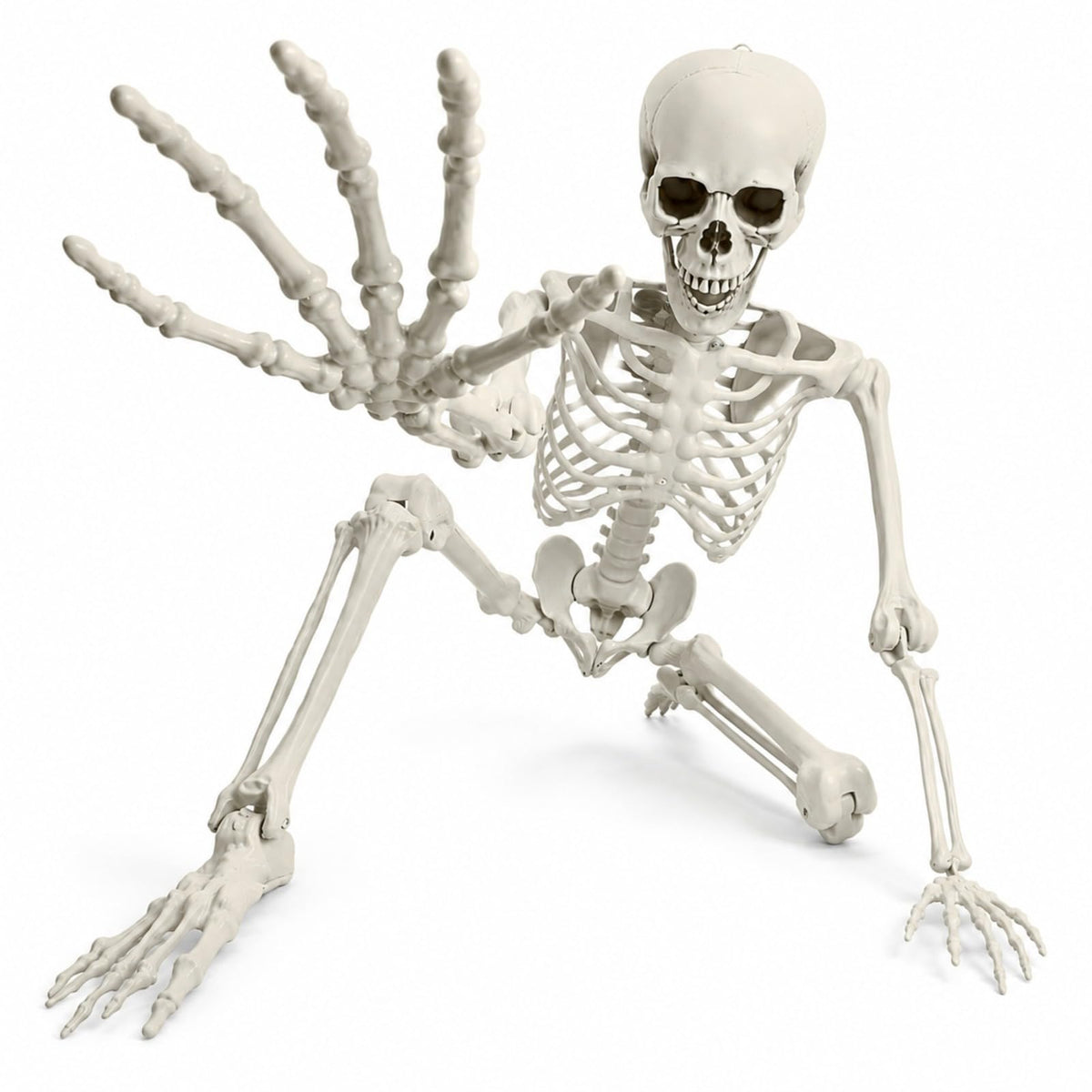 Life Size Posable Skeleton W4499