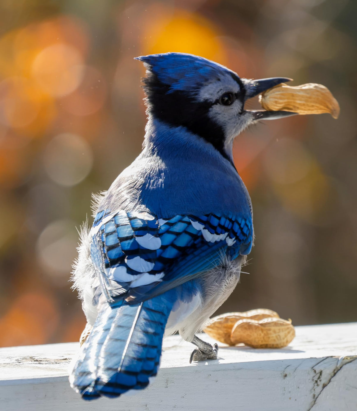 Raw Peanuts in Shell Bird & Wildlife Feed 25 lb E64077