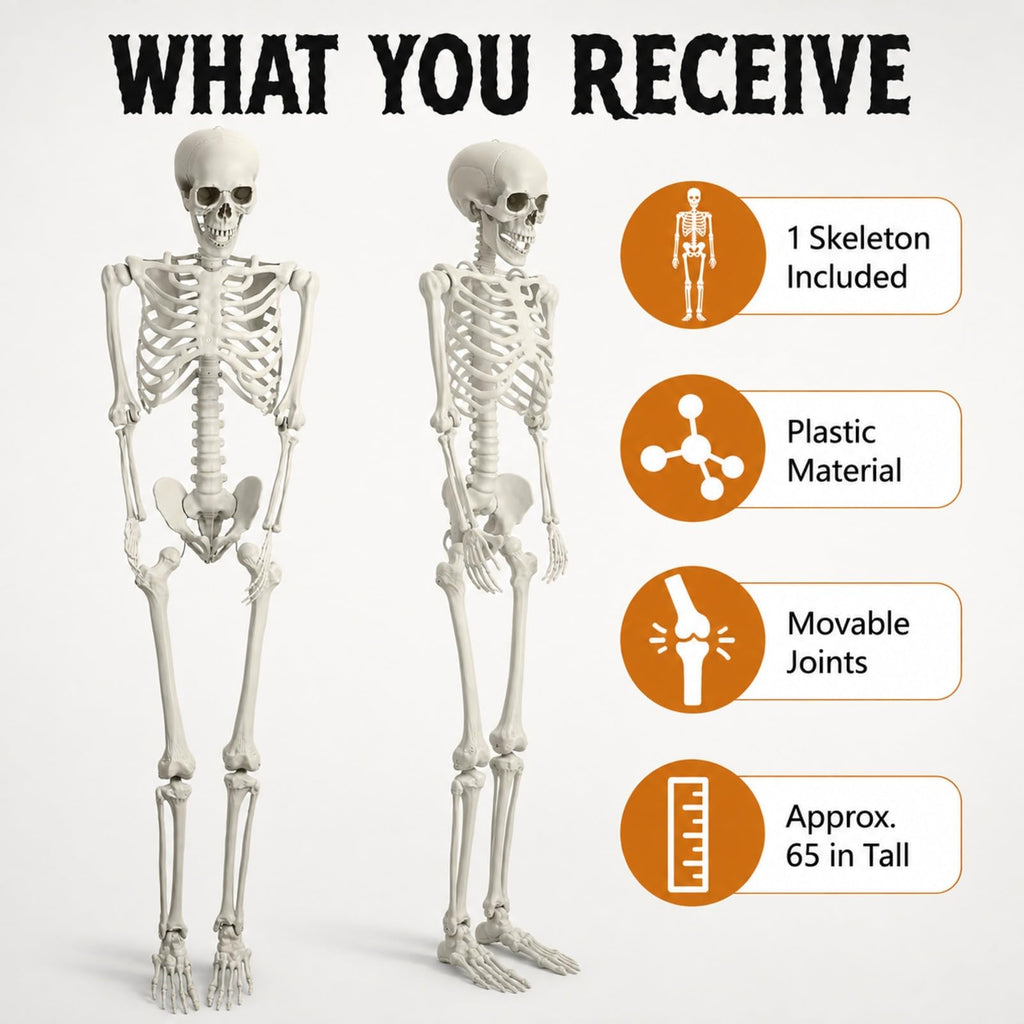 Life Size Posable Skeleton W4499