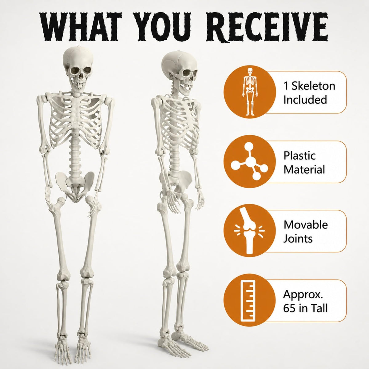 Life Size Posable Skeleton W4499