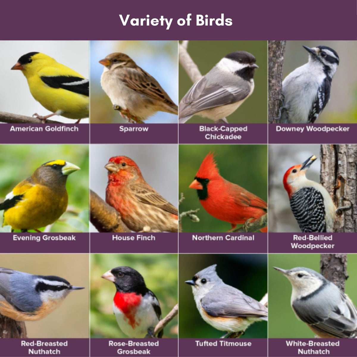 Wild Bird Seed 20 Pound Bag V32997