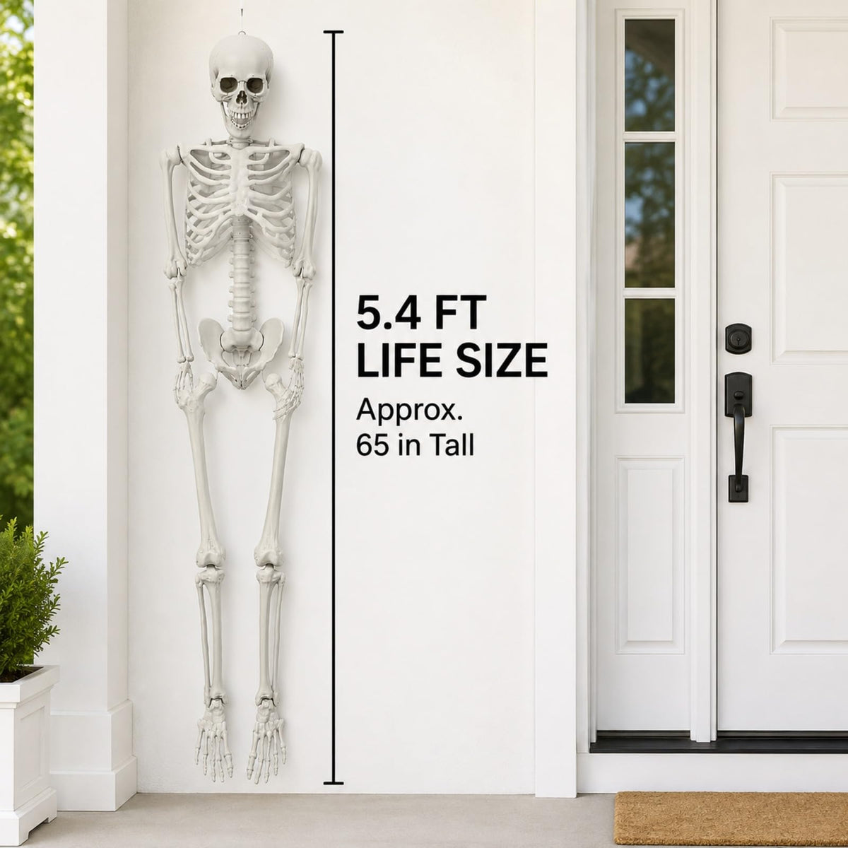 Life Size Posable Skeleton W4499