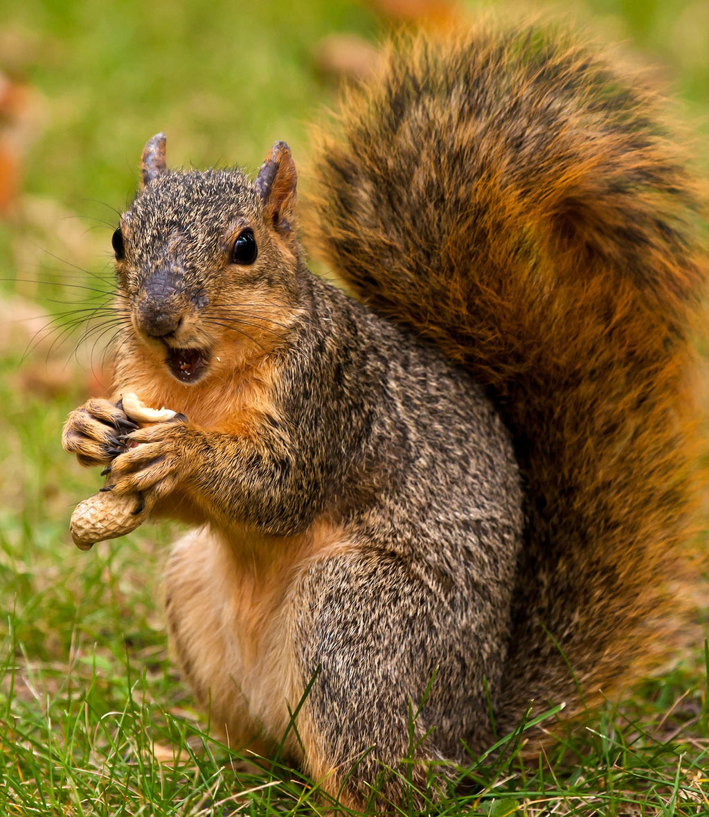 Raw Peanuts in Shell Bird & Wildlife Feed 25 lb E64077